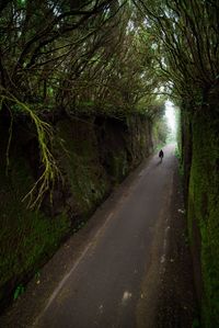 Road passing through forest