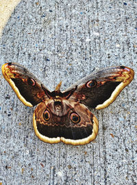 High angle view of butterfly on rock