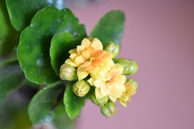 Close-up of yellow flower