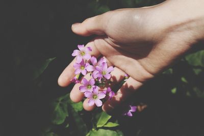 Close-up of hand holding pink flower