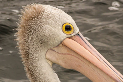 Close-up of a bird