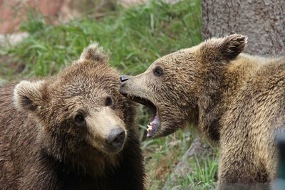 View of two little bears playing