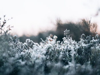 Close-up of snow covered plants on field against sky