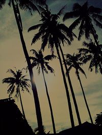 palm tree