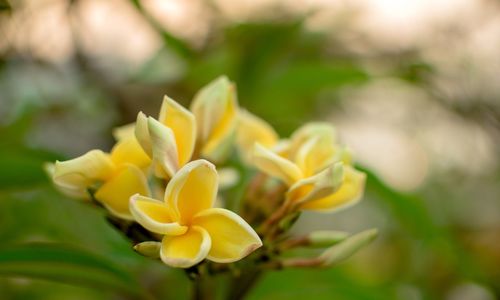 Close-up of yellow flowering plant