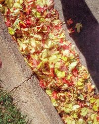 Multi colored autumn leaves
