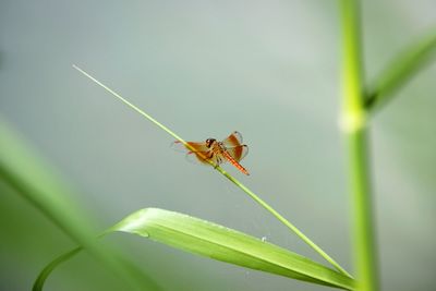 Close-up of insect on leaf