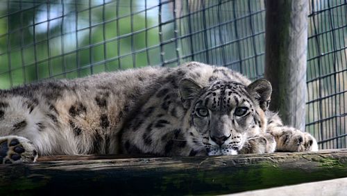 Close-up of tiger in cage at zoo