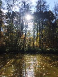 Sun shining through trees