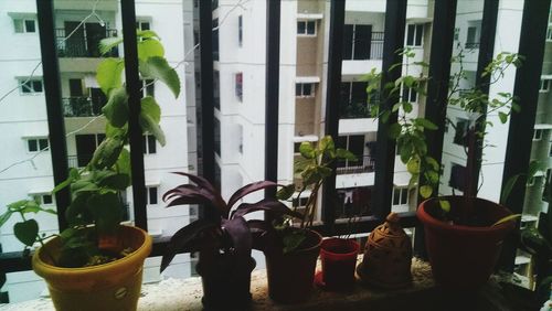 Potted plants by window