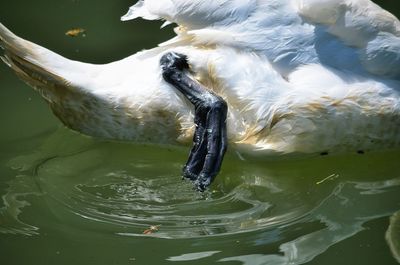 High angle view of duck swimming in lake