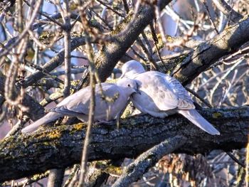 Bird perching on tree trunk