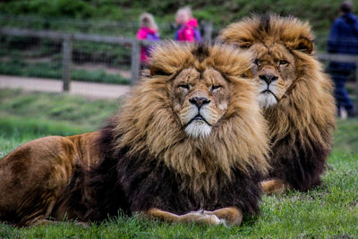 Portrait of cats relaxing in zoo