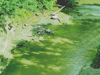 High angle view of birds in lake