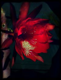 Close-up of red flowers