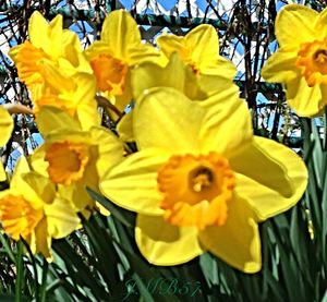 Close-up of yellow flower