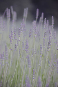 Close-up of purple flowering plants on field