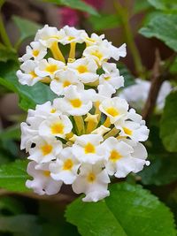 Close-up of white flowering plant