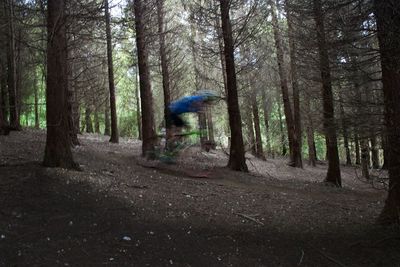 Trees in forest