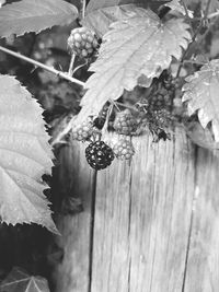 Close-up of fruits growing on tree