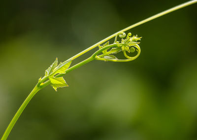 Close-up of green leaf