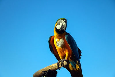Low angle view of bird perching on a blue sky