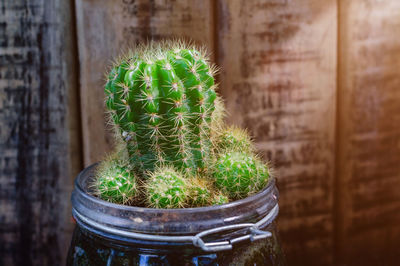 Close-up of succulent plant in pot