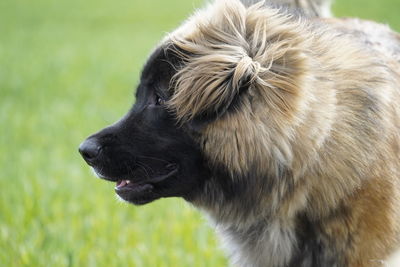 Close-up of a dog on field