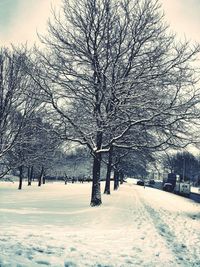 Bare trees on snow covered landscape