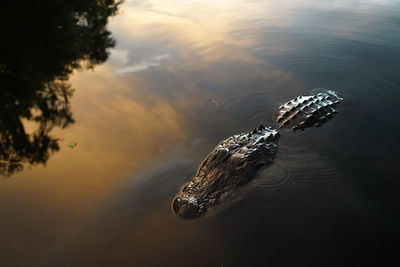 High angle view of crocodile swimming in lake