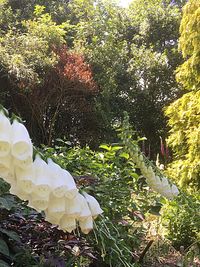 Flower trees in park