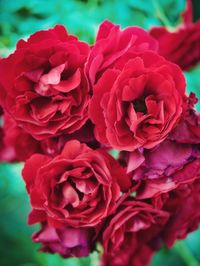 Close-up of red rose