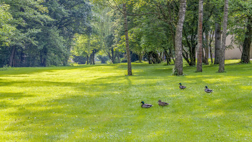 View of birds in park