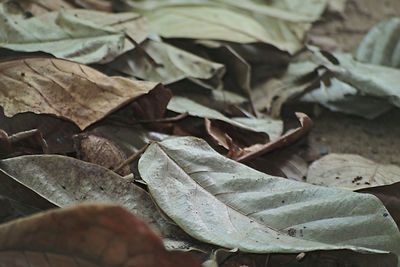 Close-up of autumn leaf