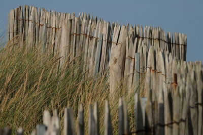 Close-up of grass against clear sky