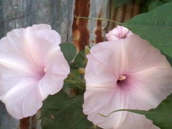 Close-up of pink flower