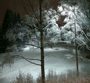 Frozen trees in forest during winter