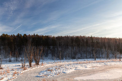 Trees on field against sky during winter