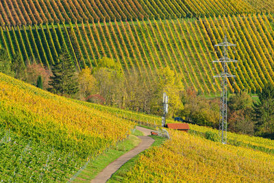 Vineyard at rotenberg germany near stuttgart.