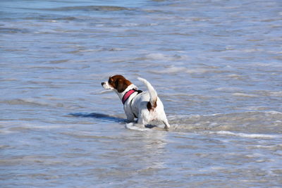 Two dogs in a sea