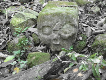 Close-up of lizard on rock