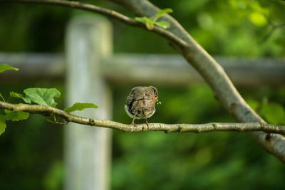 Close-up of bird perching on tree