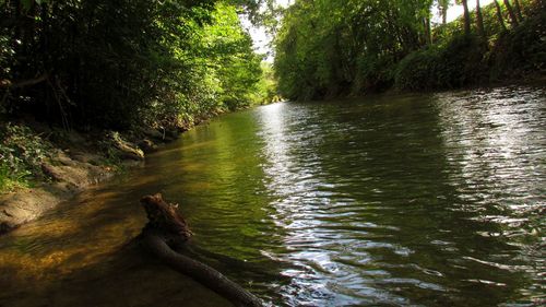 Scenic view of river amidst trees in forest