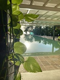 Reflection of leaves on swimming pool in lake