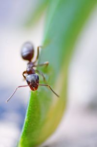 Close-up of ant on leaf