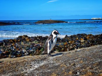 View of bird on rock at beach against sky