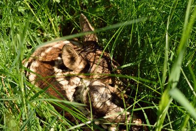 Lizard on a field