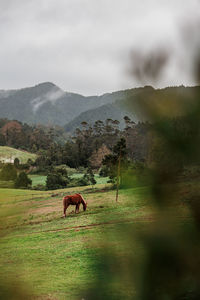 Horses on field against sky