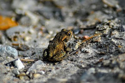 Close-up of lizard on rock