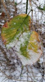 Close-up of leaves